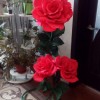 Роза красная 3 бутона - Секонд хенд магазин  "Happy Second" Екатеринбург