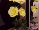 Роза нежно-жёлтая 3 бутона - Секонд хенд магазин  "Happy Second" Екатеринбург